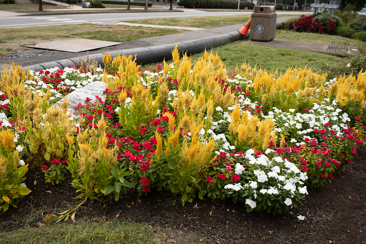 color project flowers on the garden