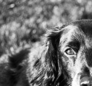 Nevaeh's Beauty of Life Series