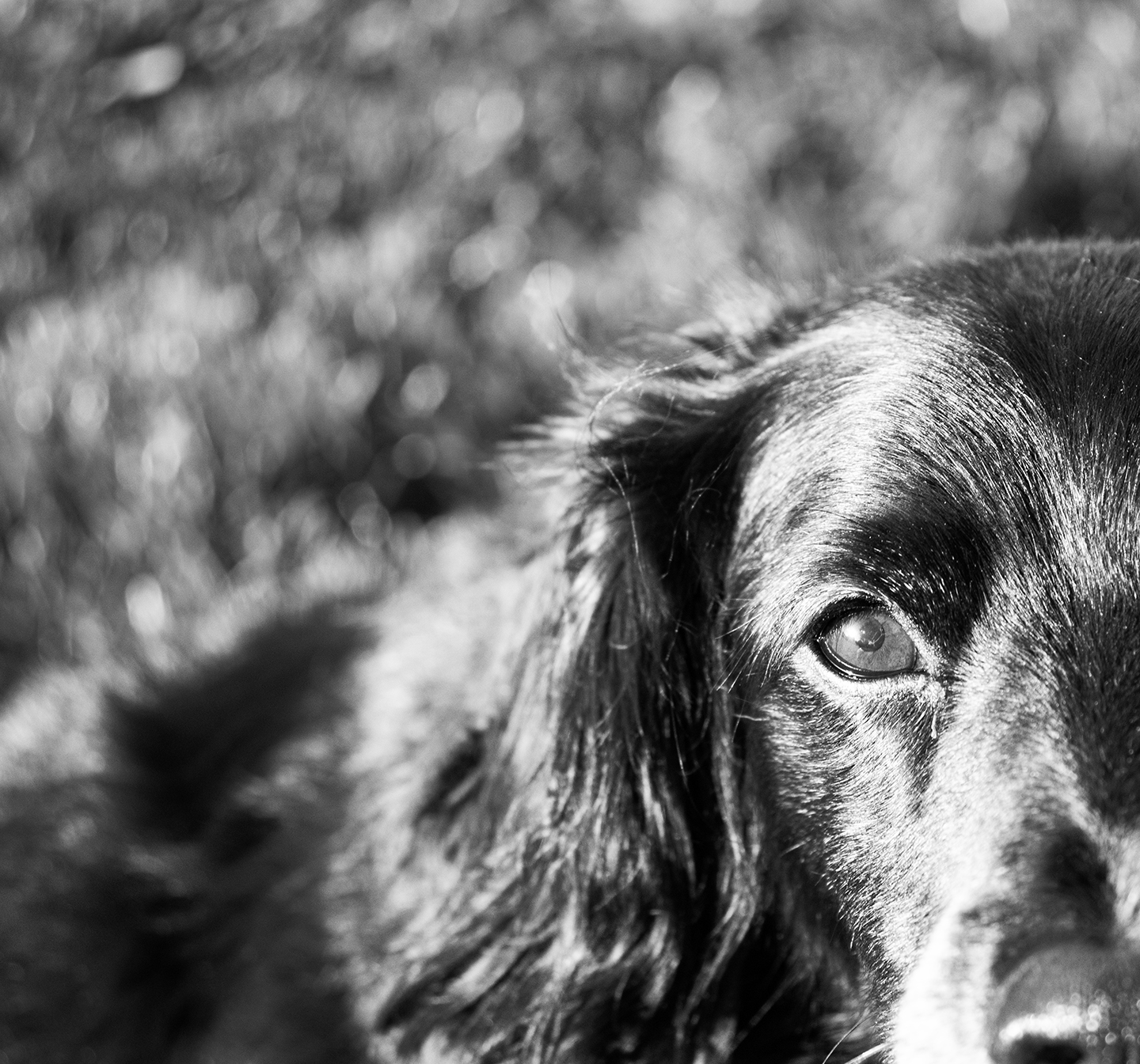 Nevaeh's Beauty of Life Series