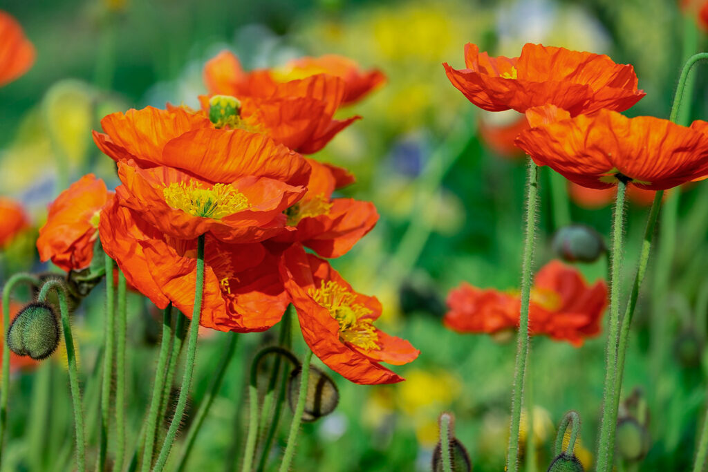 ORANGE POPPIES FOR COLOR PROJECT